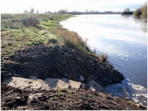 pegs on river Trent web.gif